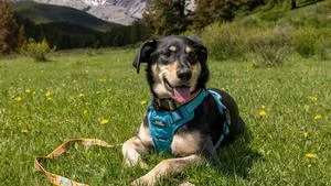 Rocky Mountain Dog Expands All Mountain Gear With Okanagan-Themed Collection