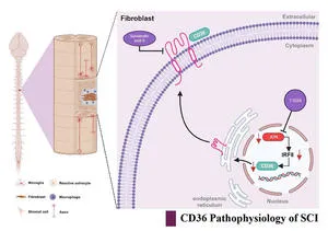Researchers Identify Molecular Pathway Governing Fibrotic Scarring After Spinal Cord Injury
