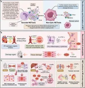 Role of Neutrophil Extracellular Traps in Ischaemia-Reperfusion Injury Across Multiple Organ Systems