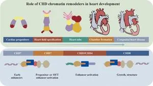 Analysis of CHD Protein Roles in Human Heart Development and Congenital Defects