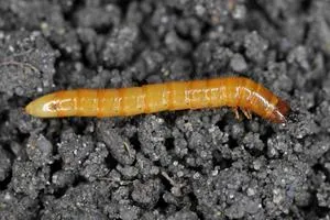 Renaissance BioScience Receives Genome BC Funding to Extend RNAi Biopesticide Platform to Target Soil-Dwelling Crop Pests