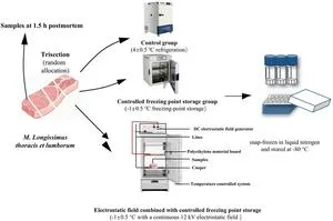 Electrostatic fields slow pork glycolysis during near-freezing storage