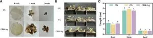 Rapeseed waste becomes active packaging for fresher food