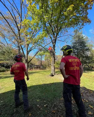 Wayne's Tree Service Encourages Homeowners to Prepare Trees Before Severe Storm Season