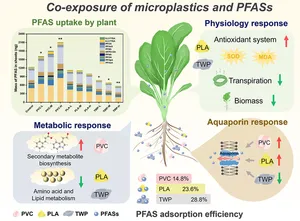 New Research Examines How Specific Microplastics Alter PFAS Uptake in Vegetables