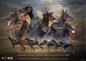 Executive Order Doberman Announces Expansion of Oklahoma Breeding and Training Operations