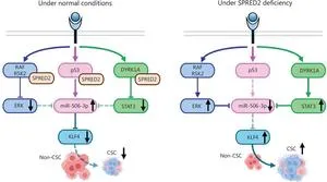 SPRED2 loss drives liver cancer stemness via p53/miR-506-3p/KLF4