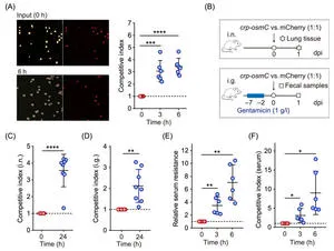 Genetic Amplification Mechanisms in Acinetobacter baumannii and Host Adaptation Trade-offs
